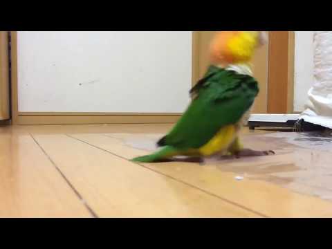 hilarious-parrot-walking-!-lol