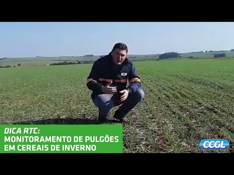 Vídeo: Pulgão De Cereais Comum Amante Do Calor