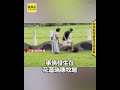 叫不回來！脫繩狗狂追鴕鳥 飼主氣到踹狗