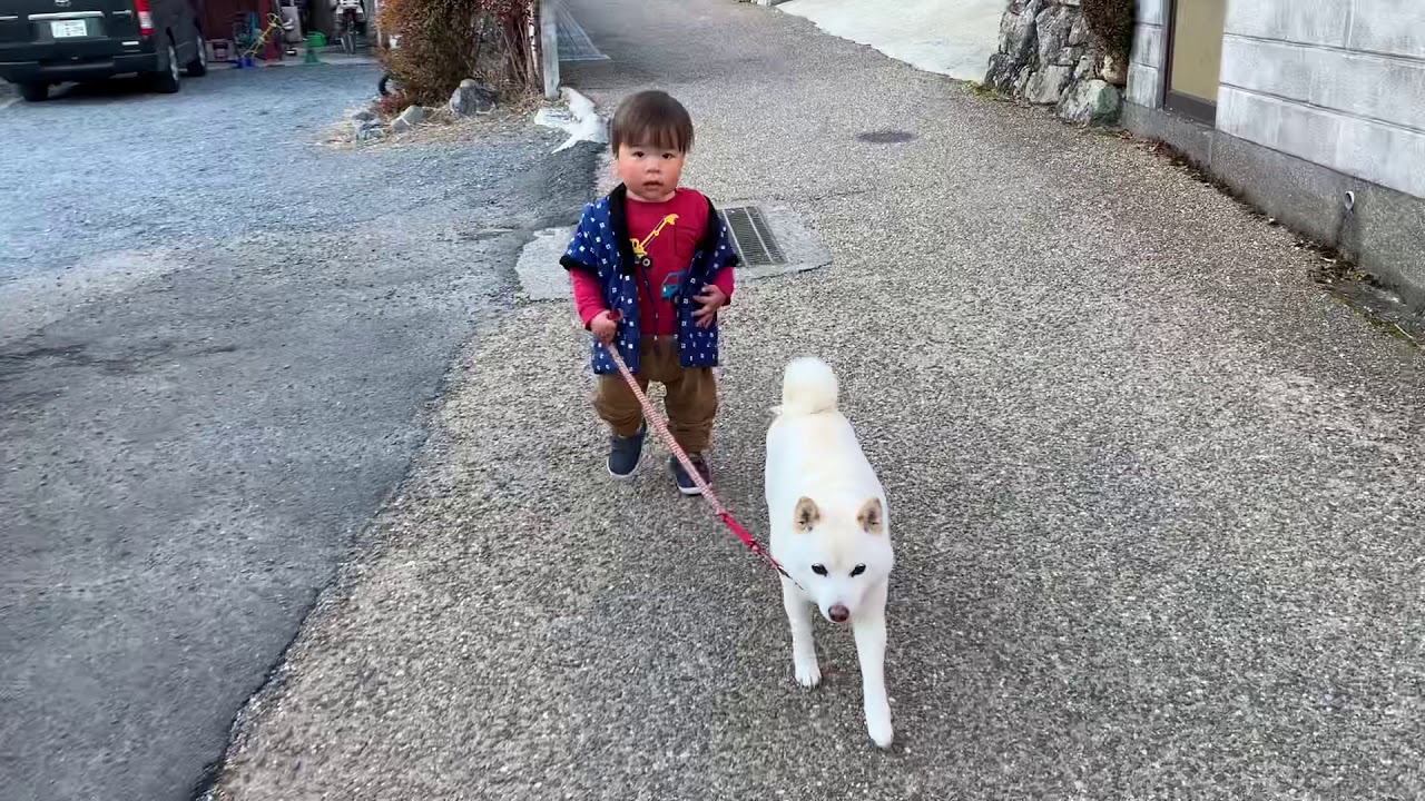 日本一やさしく子供の散歩が出来る犬 Youtube