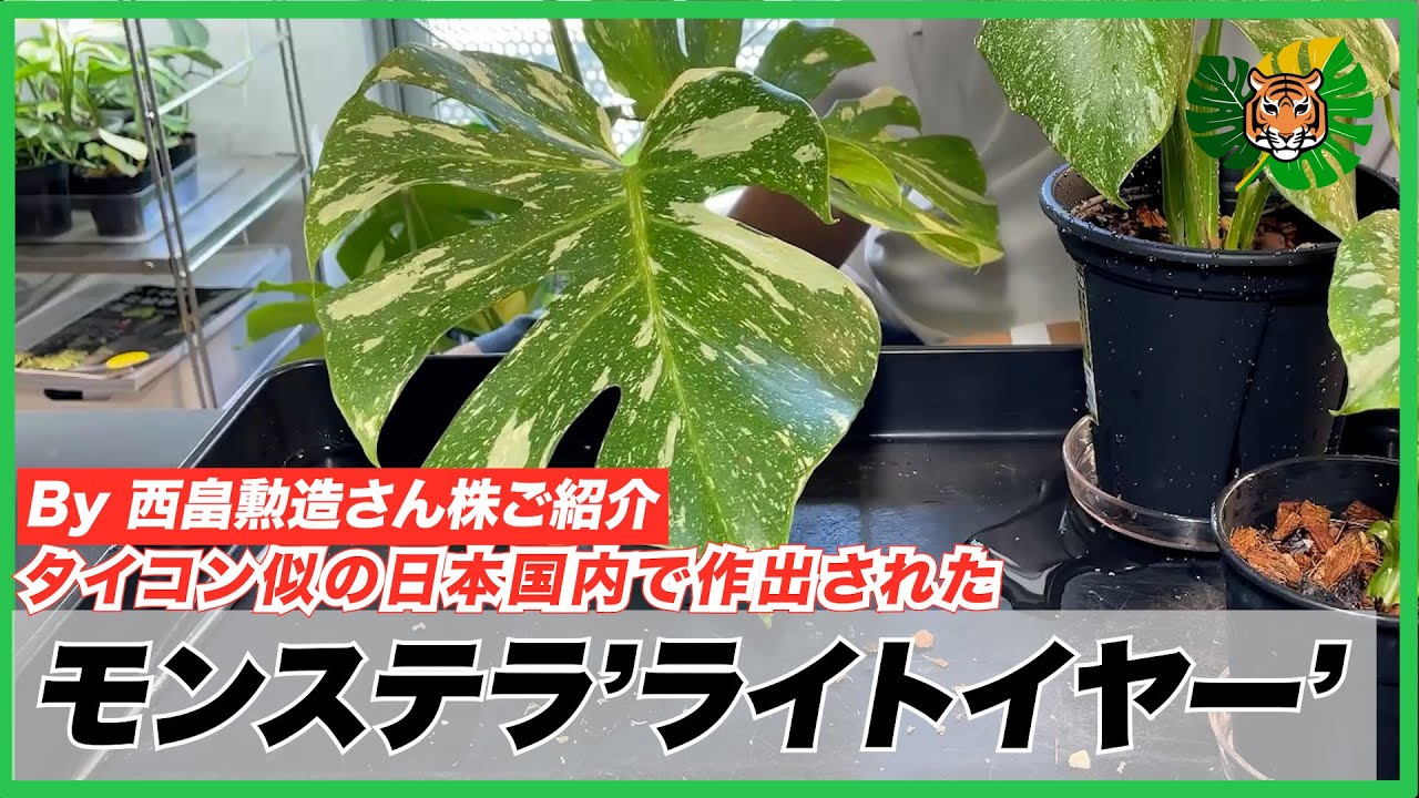 Monstera] I opened and replanted the Deliciosa 