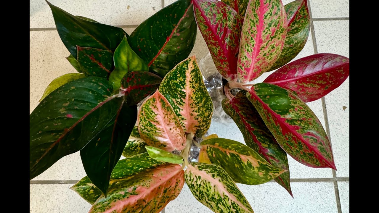 Обзор поставки аглаонем S27 август 2025. Арт. 130102