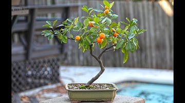 How to grow Lemon and Grapefruit Bonsai tree from seed