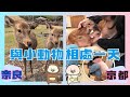 🫎奈良🐷京都(mipig cafe) - 與可愛動物相處一天 | 除了參觀古蹟之外, 奈良與京都的另一種玩法| 奈良公園、東大寺、手向山八幡宮、二月堂、春日大社、迷你豬咖啡廳(Mipig Cafe)