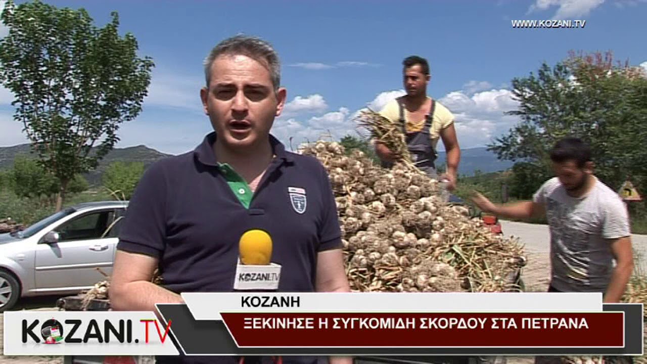 Η συγκομιδή σκόρδου στα Πετρανά Κοζάνης