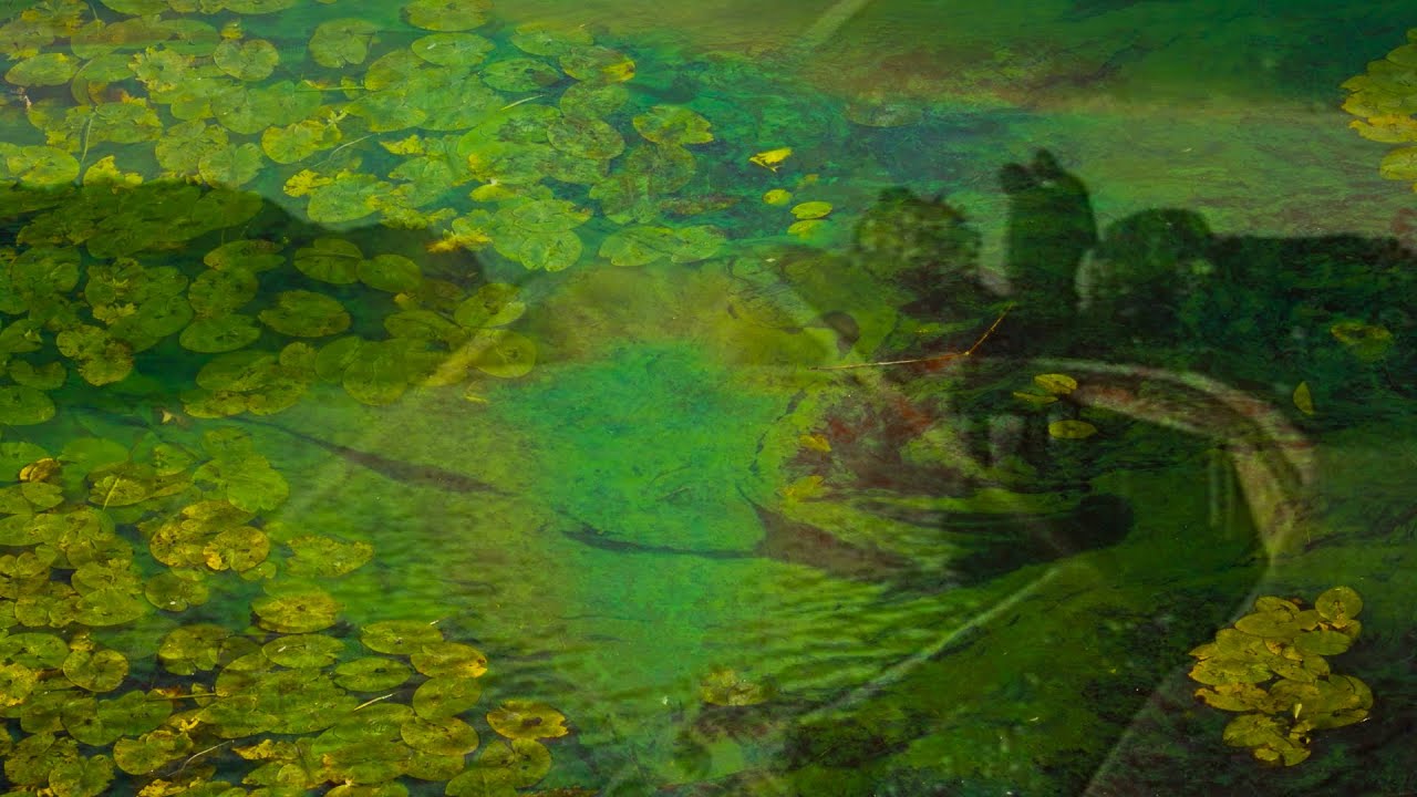 The Swamp - A short psychedelic video essay