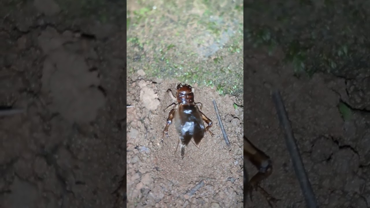 Cricket (Insect) sound at night