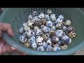 Quail Egg Harvest. Let's Go!