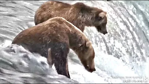 7 Aug 2022: 903 and 306 Attentively Fish the Lip (explore.org)