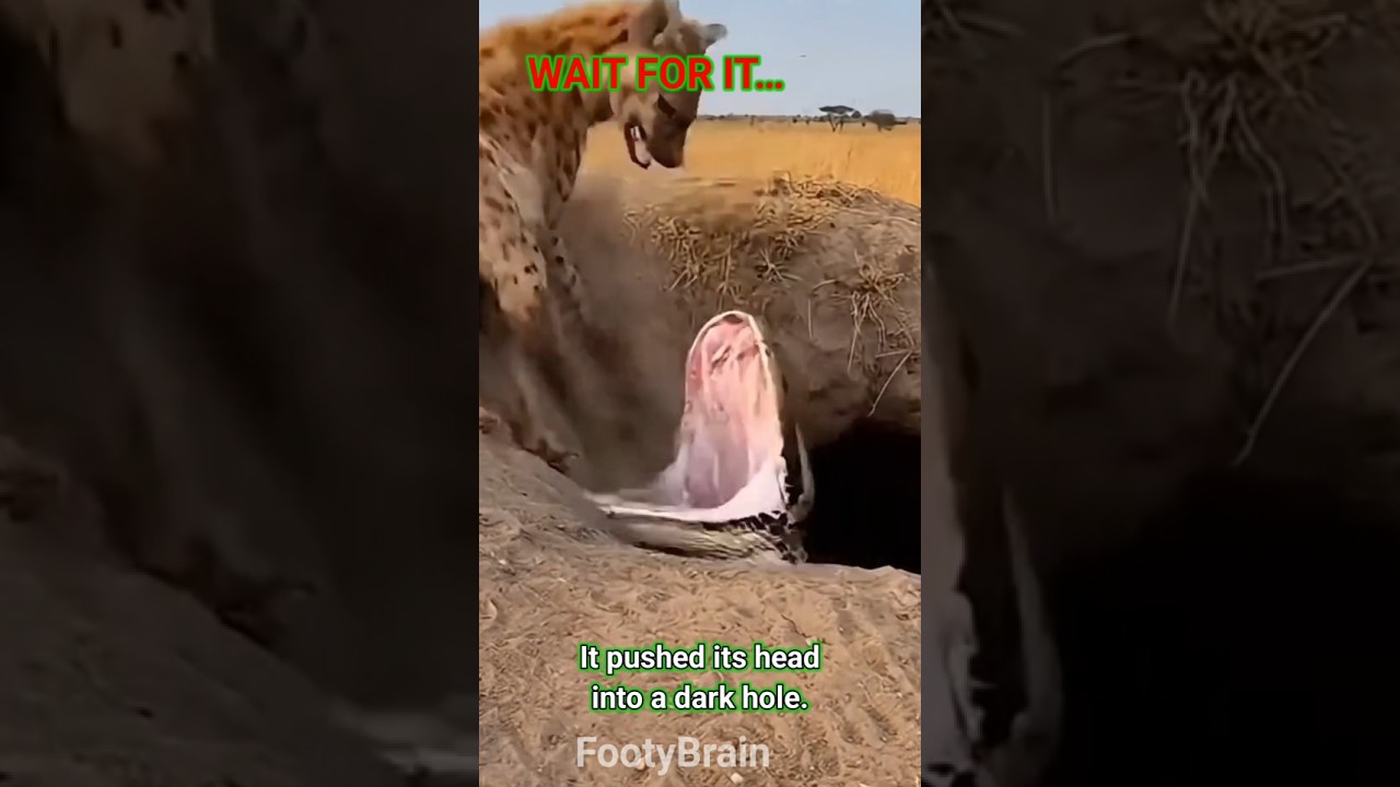 “This Hyena Challenged the WRONG Animal 😳🦏” 