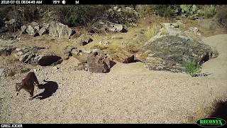 Mountain Lion on the Move...