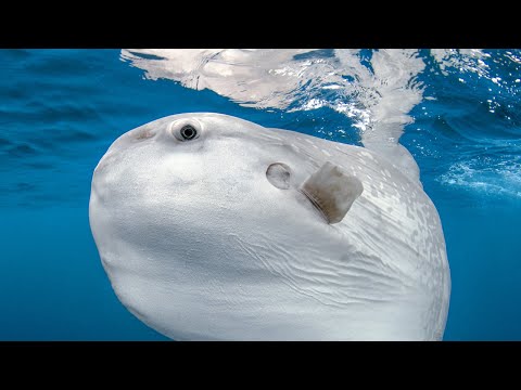 New Type of Giant Sunfish Found in New Zealand