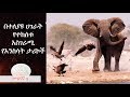 Amazing story of animals ethiopikalink