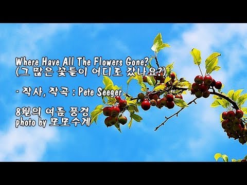 Where <strong>Have</strong> All The Flowers Gone(그 많은 꽃들이 어디로 갔나요?)/Twin Violin 연주 &amp;<strong>amp</strong>; photo by 모모수계