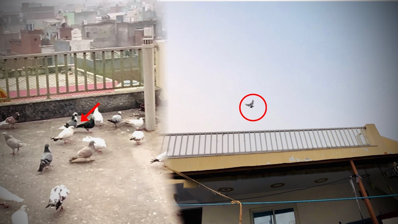 Bhaga hua kabooter wapis Aya 🤩| bahar ka kabooter bhi Beth gya ❤️