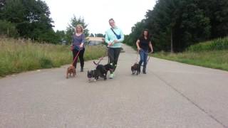 Hunderunde Mitstaffbulls & Französische Bulldogge