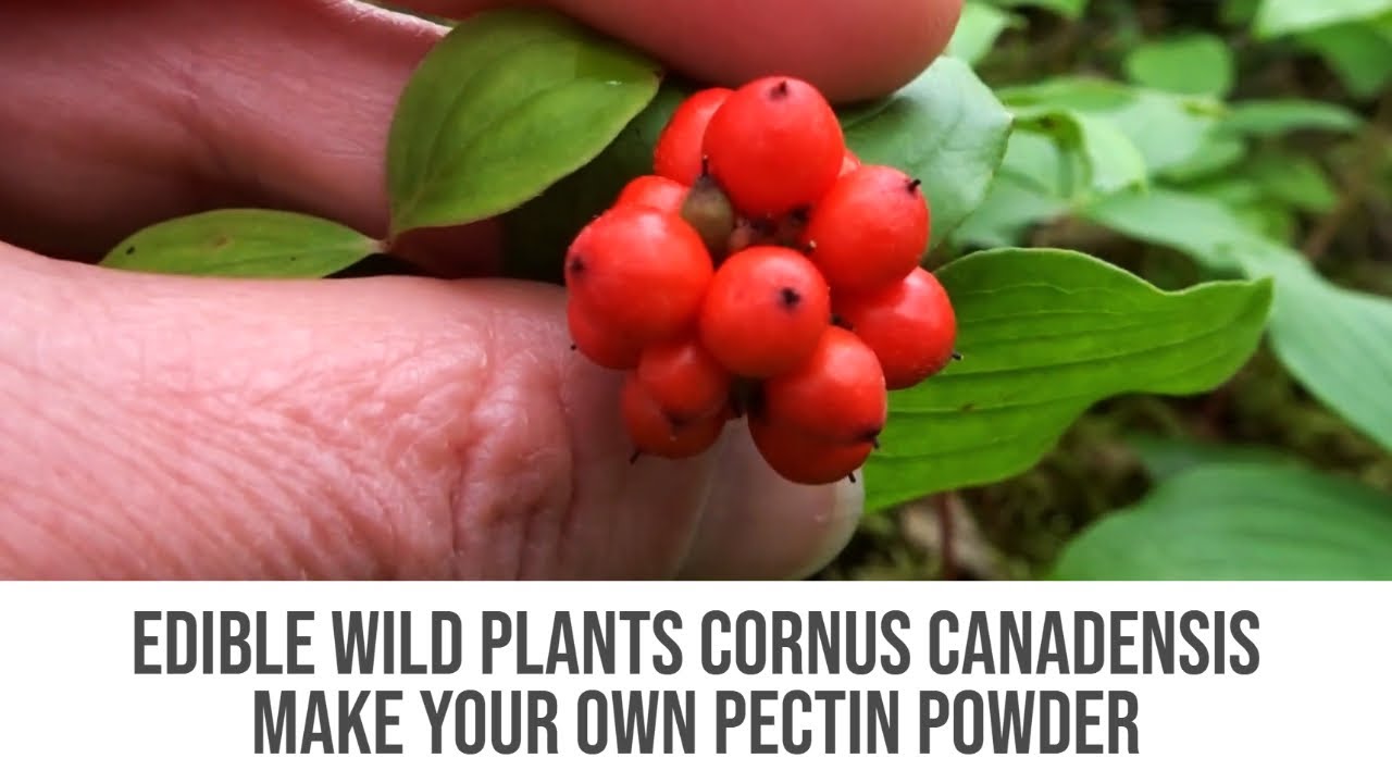 Edible Wild Plants - Cornus Canadensis - Make Your Own Pectin Powder