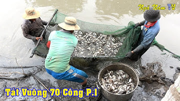 Bắt Cá Vuông 70 Công Bắt Cá Trên 100Kg Cá Trắng Thấy Mê P.1/Fishing/NGÃ NĂM TV
