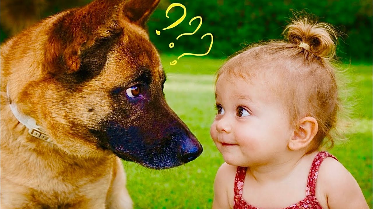 Смешные моменты с собаками и малышами — попробуйте не засмеяться!