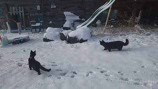 Kittens experience snow for the first time