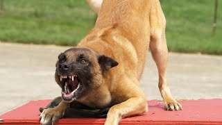 ЗВУКОВИ ЕФЕКТИ Продължителен лай на куче / SOUND EFFECTS Prolonged barking of a dog