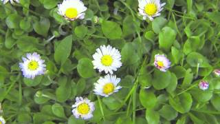 GoPro Daisy Time Lapse