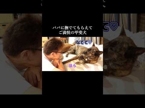 パパに甘えられてご満悦の甲斐犬 #柴犬 #甲斐犬 #youtubeshorts