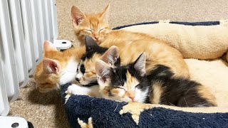 爆睡中にご飯に気づいた子猫www