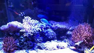 上部フィルターで海水魚水槽やってます(^^)
