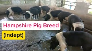 The Hampshire Pig Breed: A Comprehensive Review | PIG BREEDS