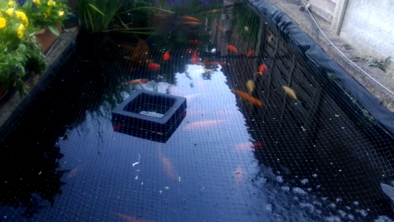 Fish Pond Feeding 1 6 17 YouTube fish-pond-feeding-1-6-17-youtube