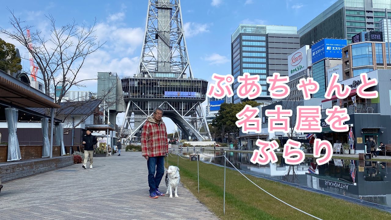 【保護犬ぷあ】名古屋久屋大通公園/名古屋城へぶらぶら