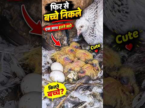 Itne Saare Bacche🐣|| #shorts #viral #minivlog #trending