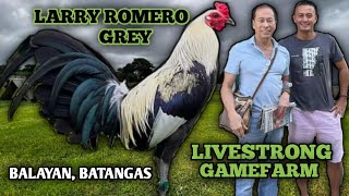 LARRY ROMERO GREY - JEYSHI DIMAFELIX - BIG FARM IN THE PHILIPPINES - BALAYAN BATANGAS