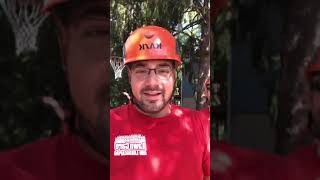 Tree Trimming with Anthony’s Landscaping