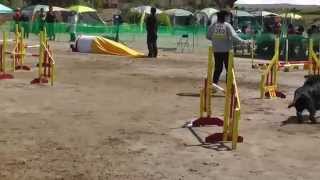 JKC中部ブロックアジリティー競技会　AG2