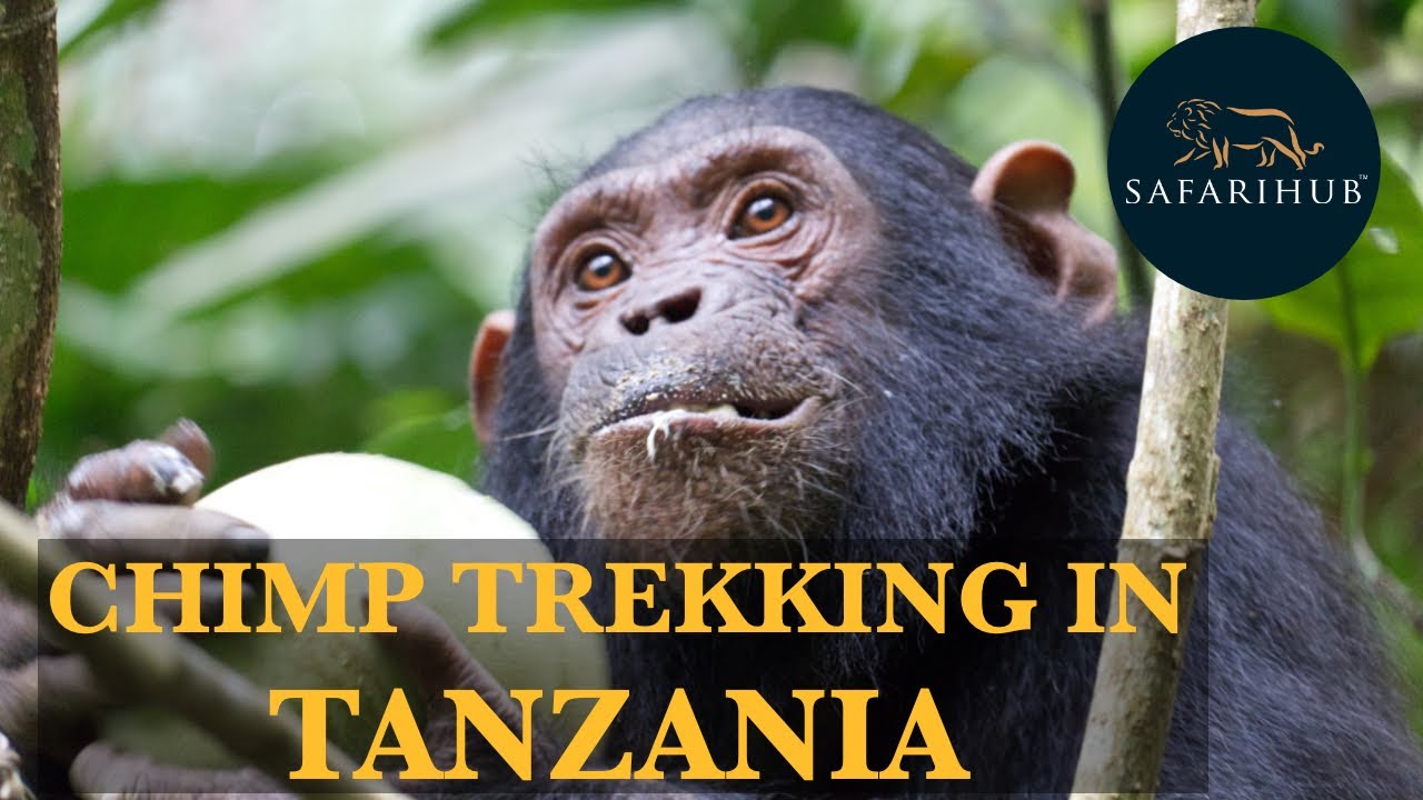 Chimp Trekking In Tanzania Package | Paradise of Chimpanzees | Safarihub