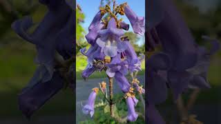 In bloom my or empress tree, (Paulownia tomentosa) #gardenerben