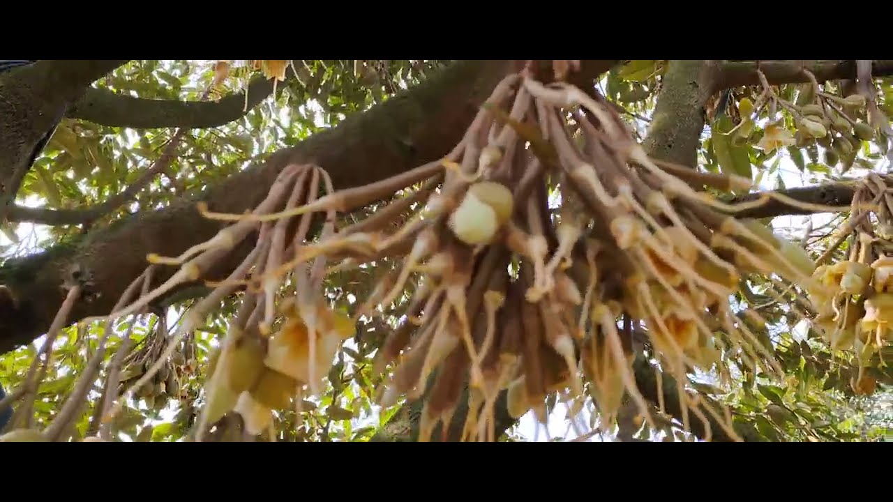 Những Việc Cần Làm Sau Khi Sầu Riêng Xổ Nhụy Xong...? 