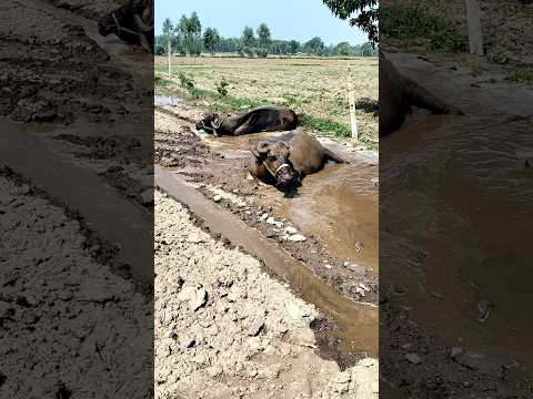 🌿 गाँव का सुकून भरा जीवन 😍 | Real Village Life | #shorts#ytshorts #viralvillagerlifestyle
