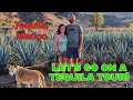 Learning how Tequila is made (in Tequila, Mexico!) - Distiladora Puntual