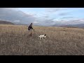 Pointer ile keklik avı (7) (Halil Sencer) Partridge hunts Köklüpointer _ Hunting with pointer