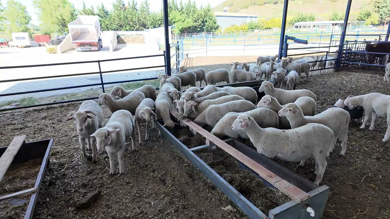 Kuzu Besisi Başladı! Yemi, Rasyonu ve Ot Parçalama Sistemimiz, Küçükbaş Hayvancılık