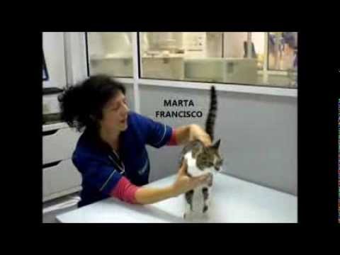 Vídeo: Com Donar A Un Gat 