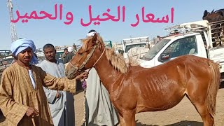 اسعار الخيول والحمير بسوق اسنا