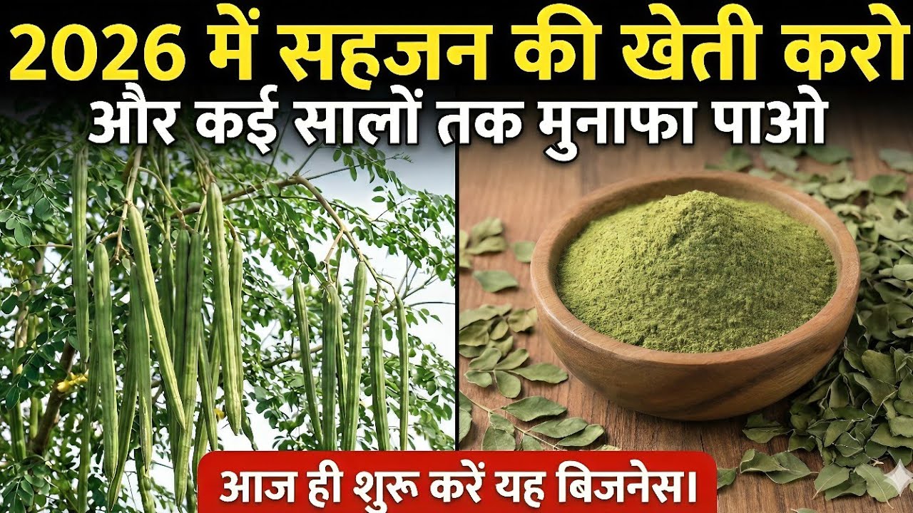 गरीब जमीन पर सोने की फसल | सहजन की खेती से जबरदस्त मुनाफा 