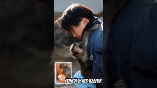 Who is Punch Monkey’s Favorite Keeper 😍 #shorts #punch #monkey #sadstory #japanese #zoo #trending