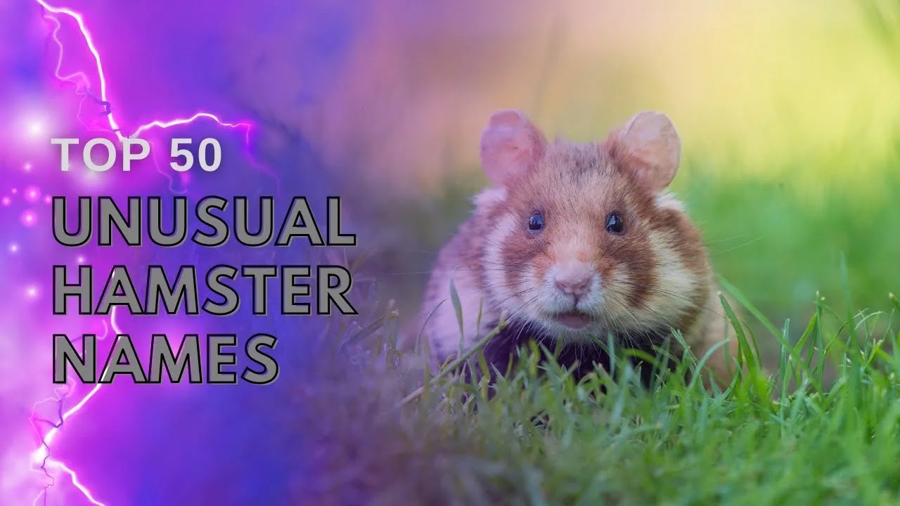 Top 50 Best Unusual Hamster Names