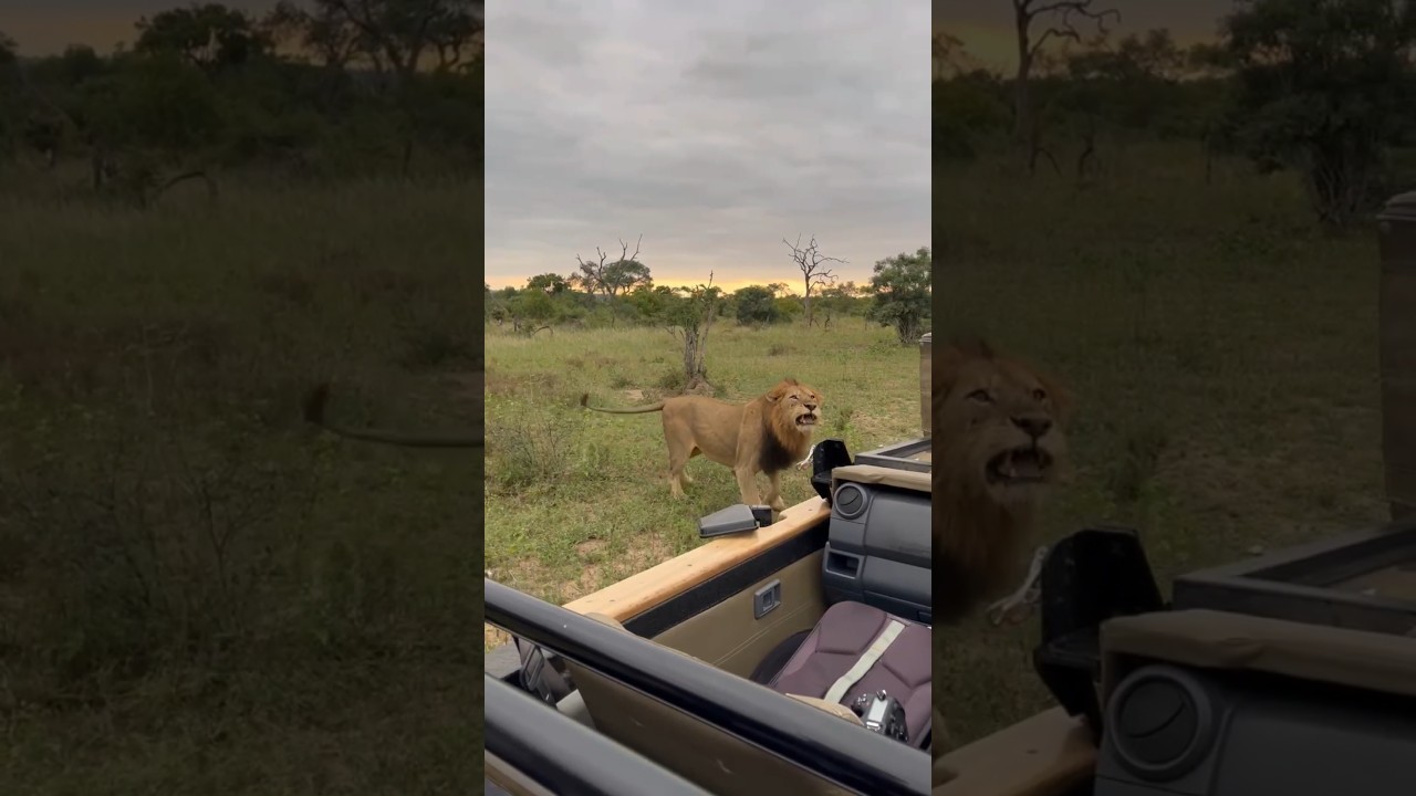 When a lion gets angry.....he lets you know!!  