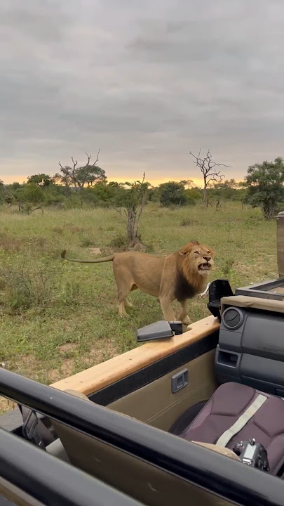 When a lion gets angry.....he lets you know!!  #wildlife #animals #charginglion #lion